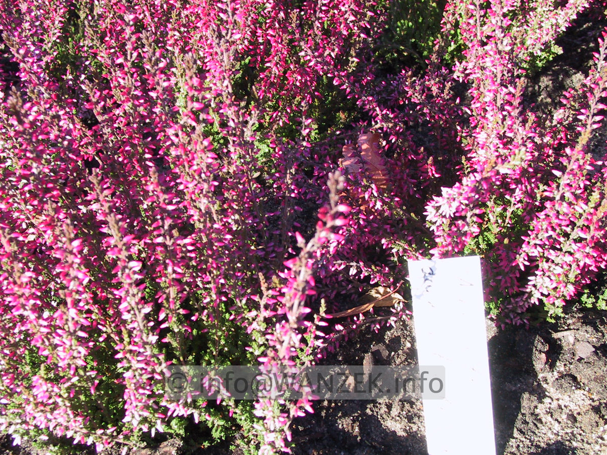 Calluna vulgaris Aphrodite 02.JPG